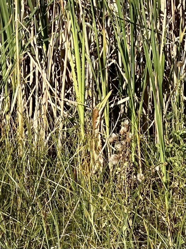 American Bittern - Brock Gunter-Smith