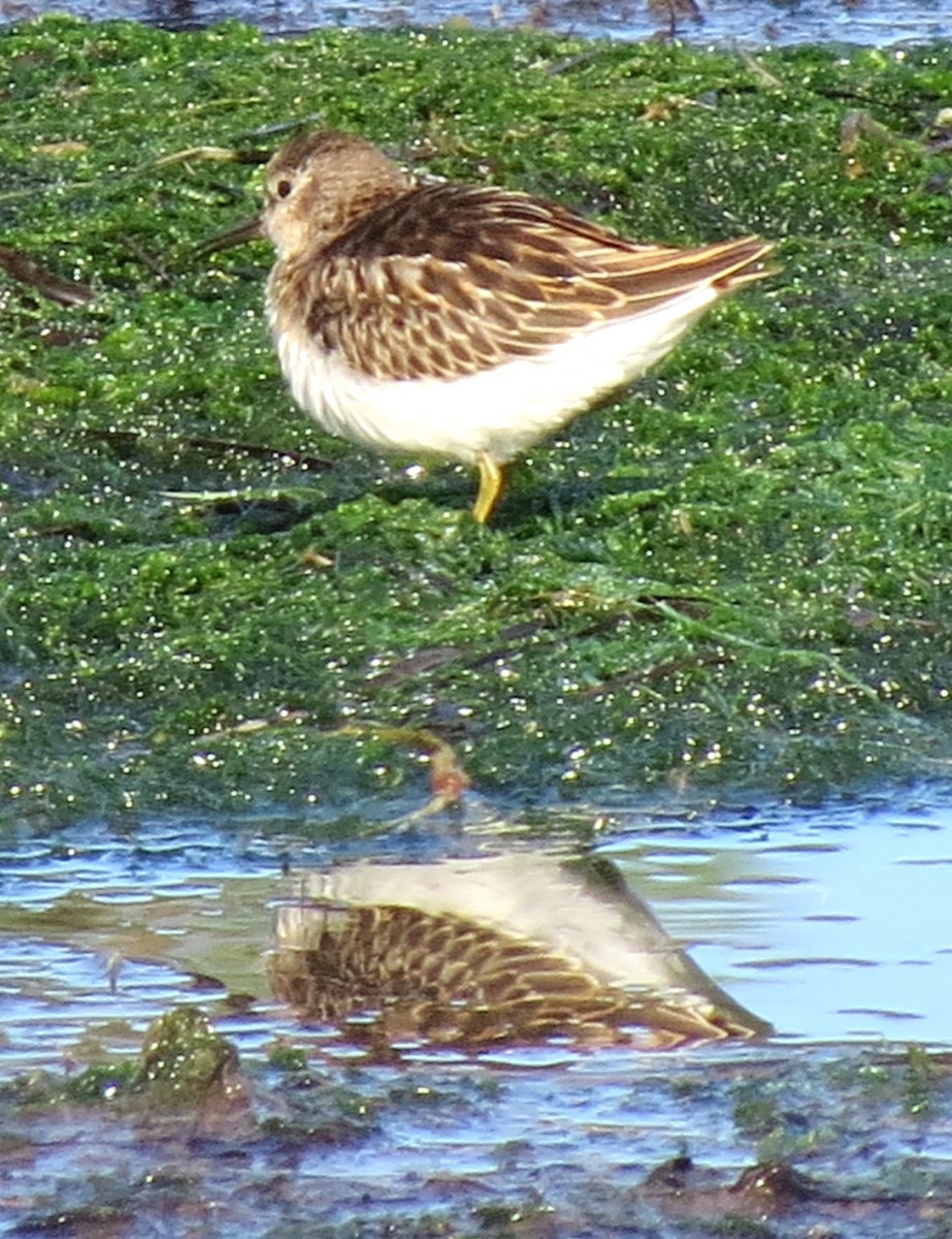 Least Sandpiper - ML608307632