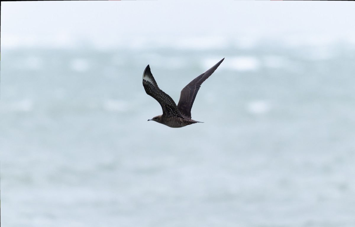 Parasitic Jaeger - Victoria Pepe