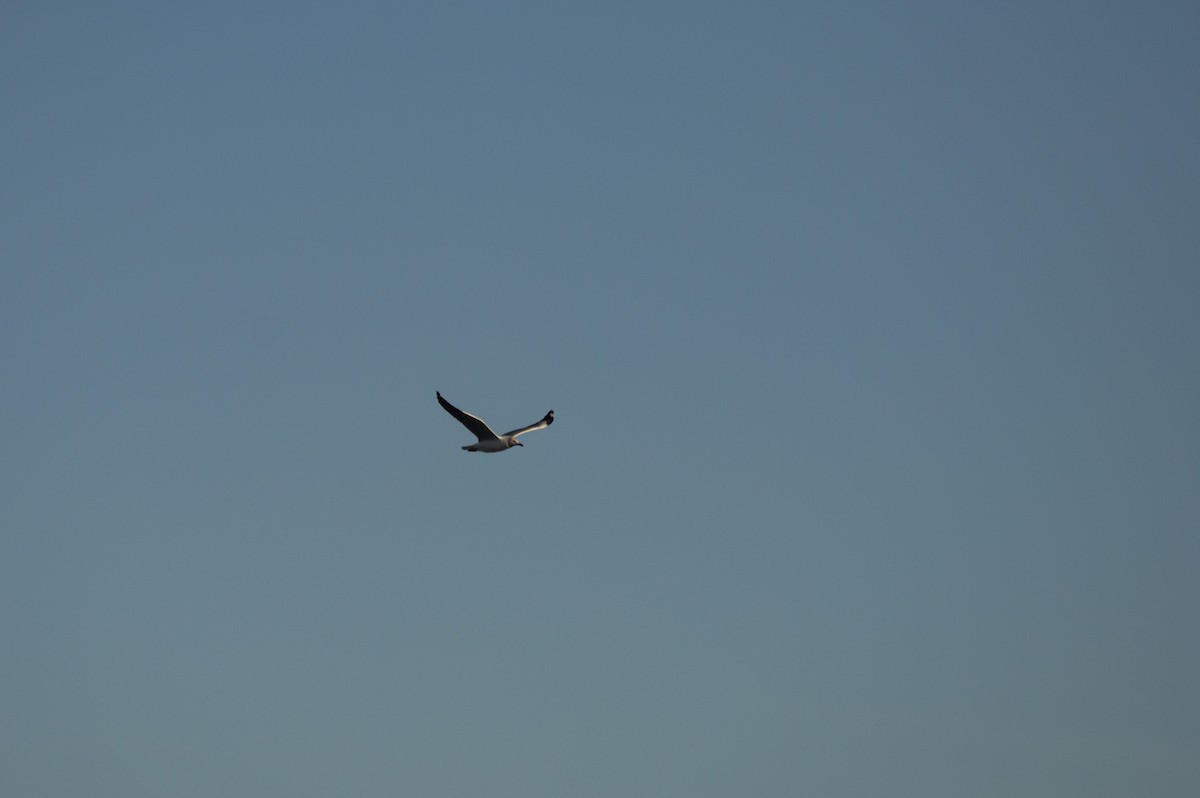 Gray-hooded Gull - ML608307737