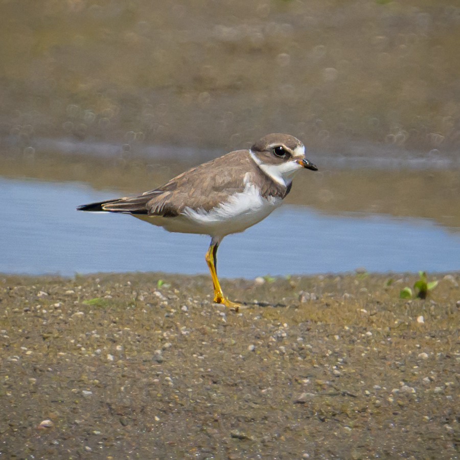 Semipalmated Plover - ML608307746