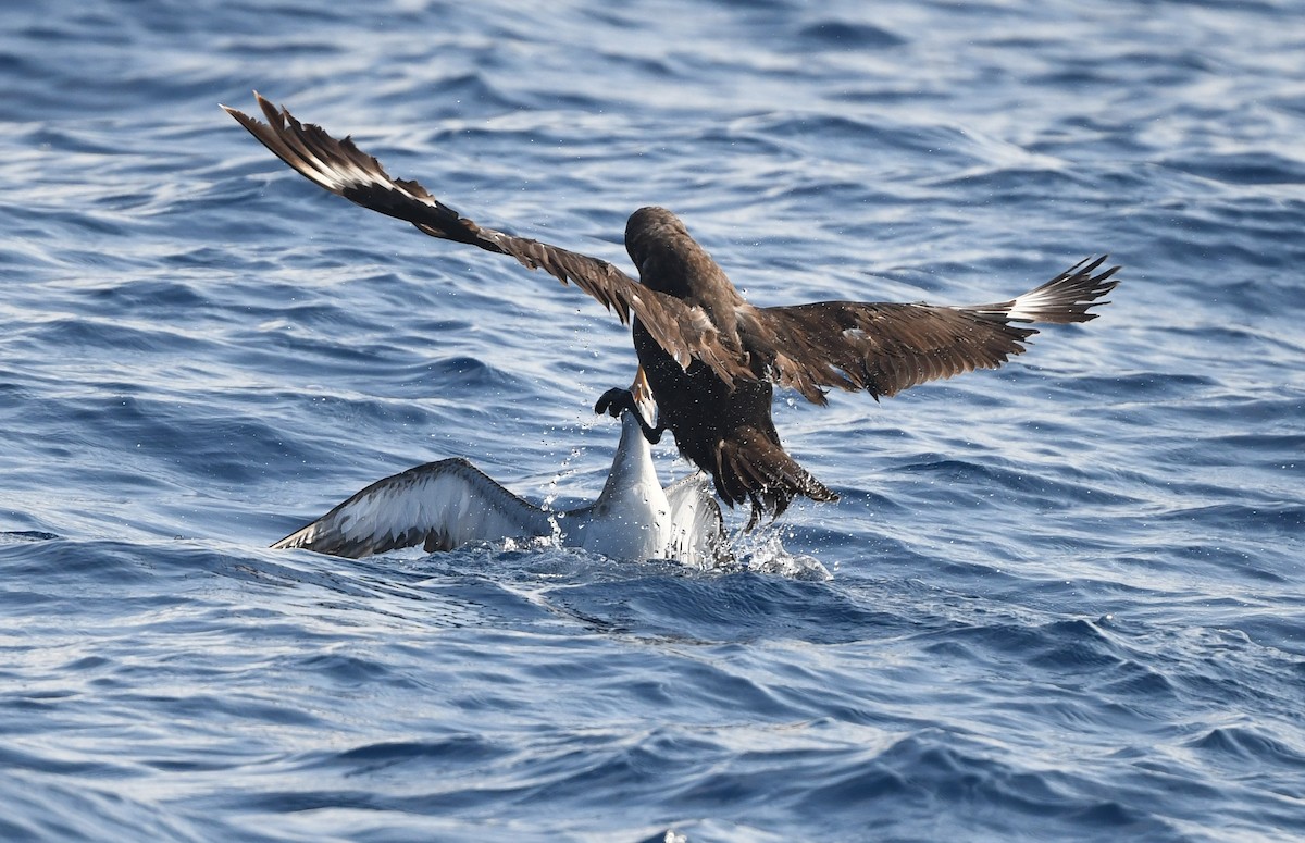 South Polar Skua - ML608307752