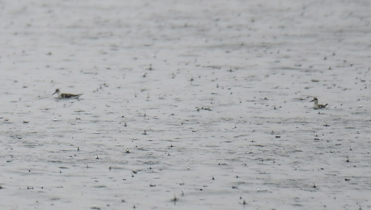 Red-necked Phalarope - ML608307766