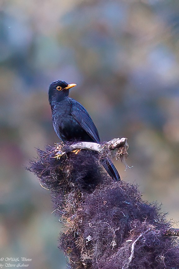 Glossy-black Thrush - ML608307812