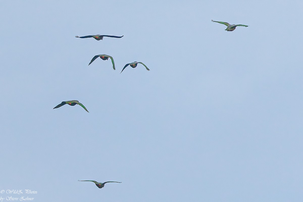 Red-billed Parrot - ML608307818