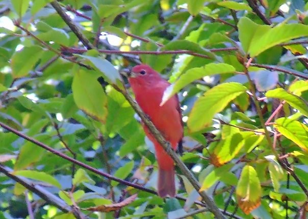 Summer Tanager - ML608307957