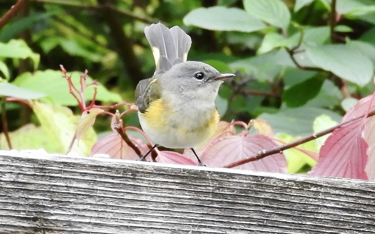 American Redstart - ML608308068