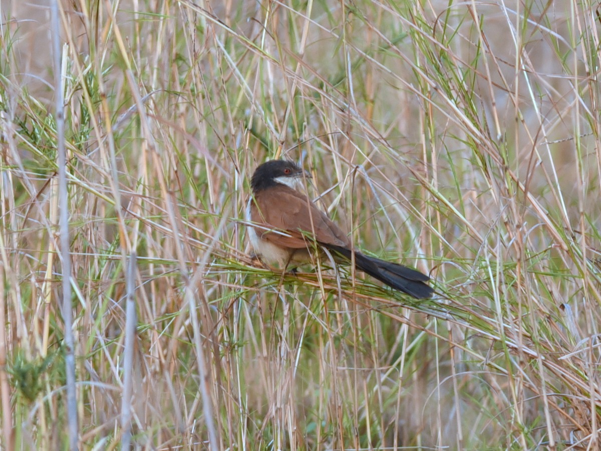 Senegal Coucal - ML608308126