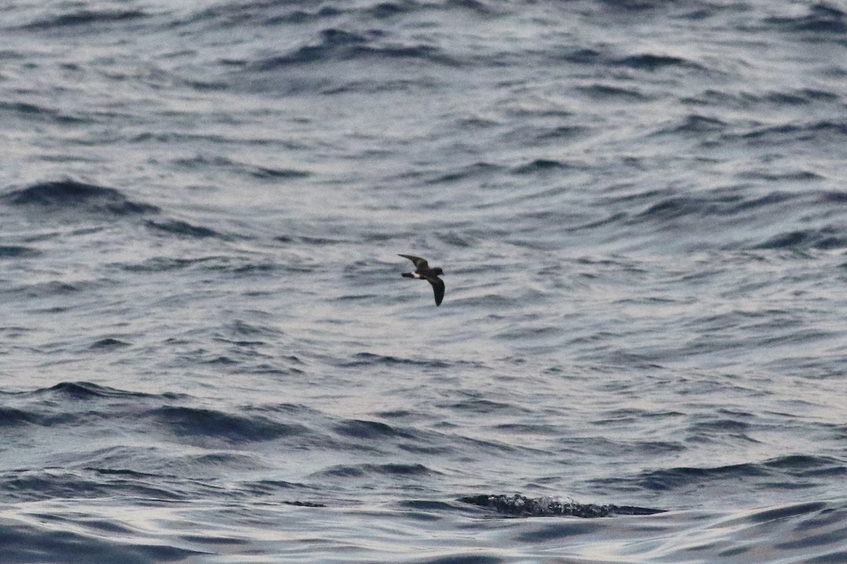 Band-rumped Storm-Petrel - ML608308138