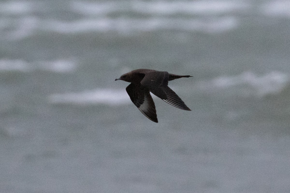 Parasitic Jaeger - Matt Parsons