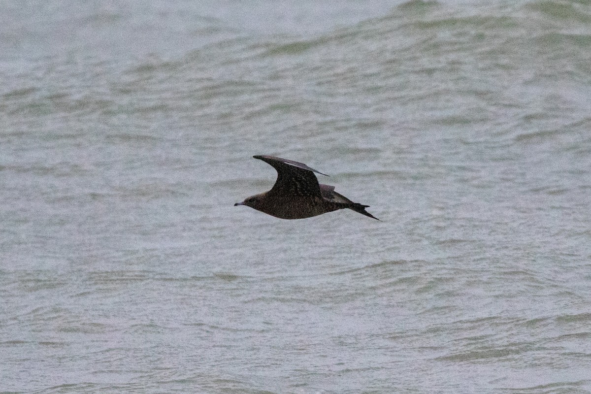 Parasitic Jaeger - Matt Parsons