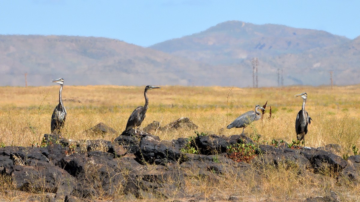 Garza Azulada - ML608308232