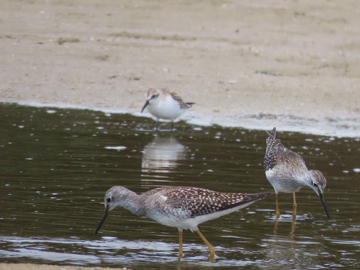 Lesser Yellowlegs - ML608308234