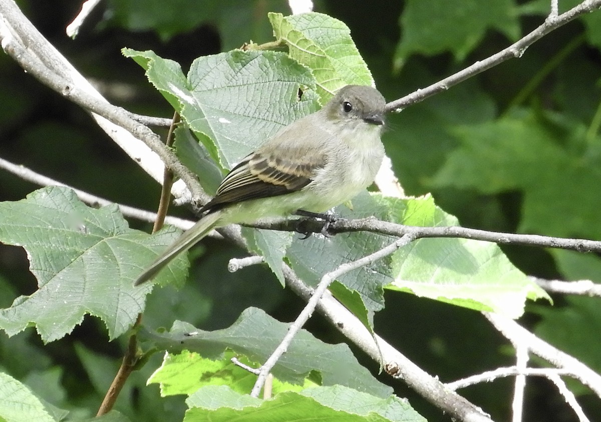 Eastern Phoebe - ML608308236