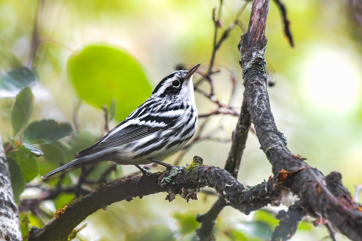 Black-and-white Warbler - Calvin S