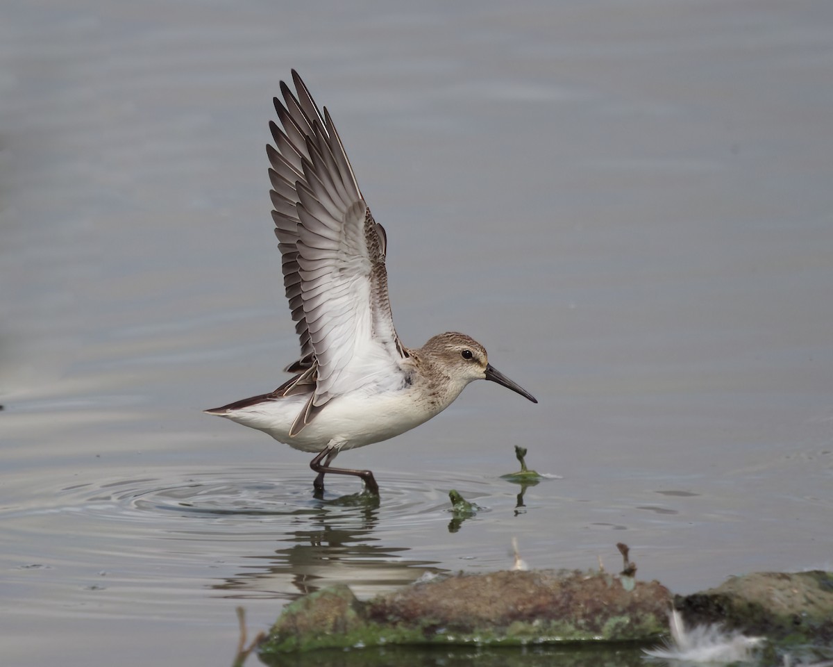 Western Sandpiper - ML608308415