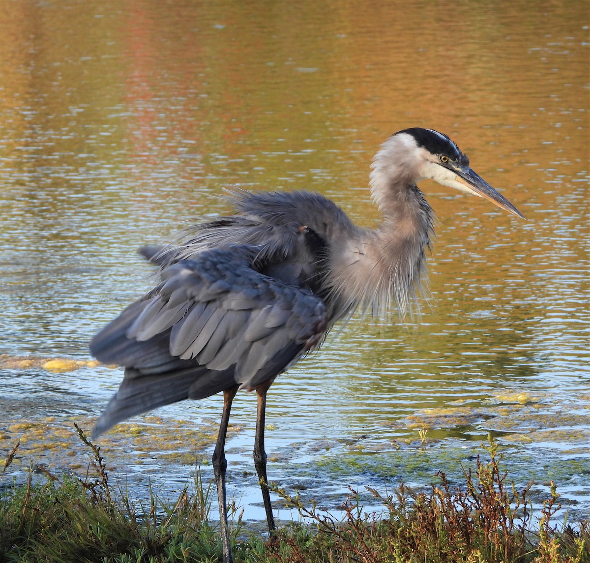 Great Blue Heron - ML608308472