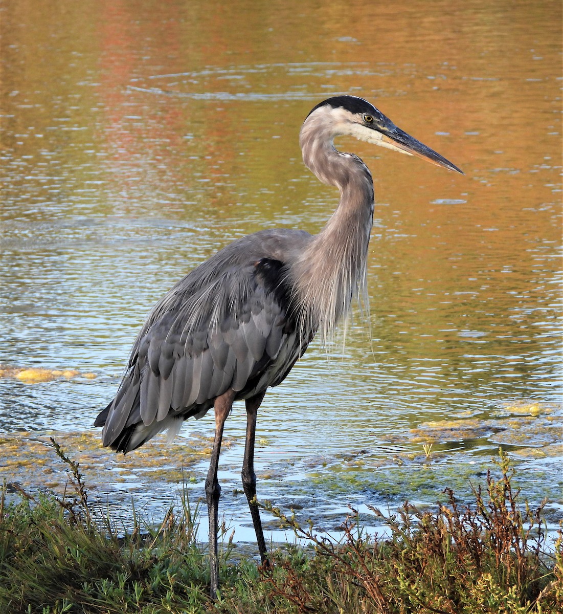 Garza Azulada - ML608308473