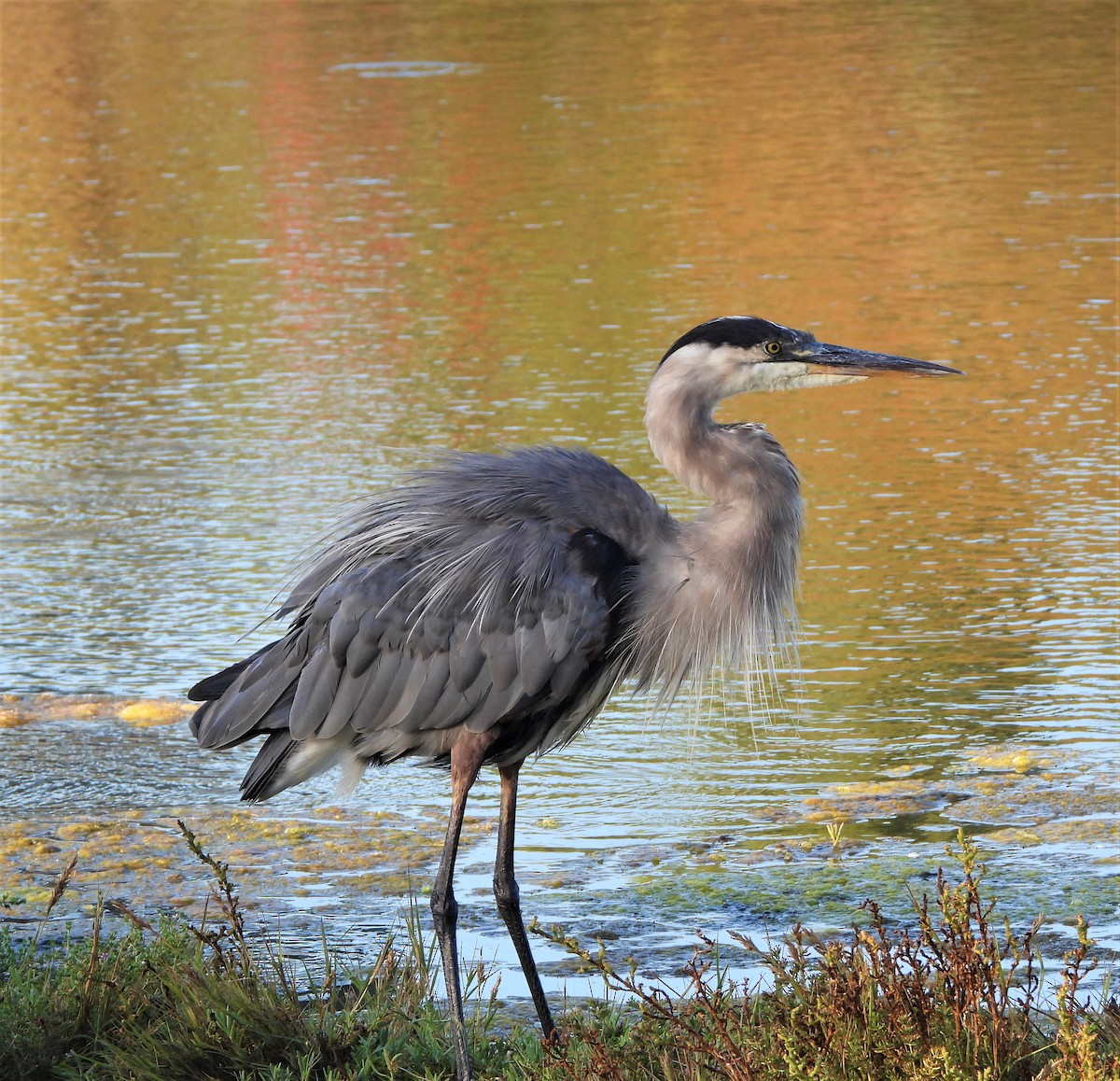 Great Blue Heron - ML608308474