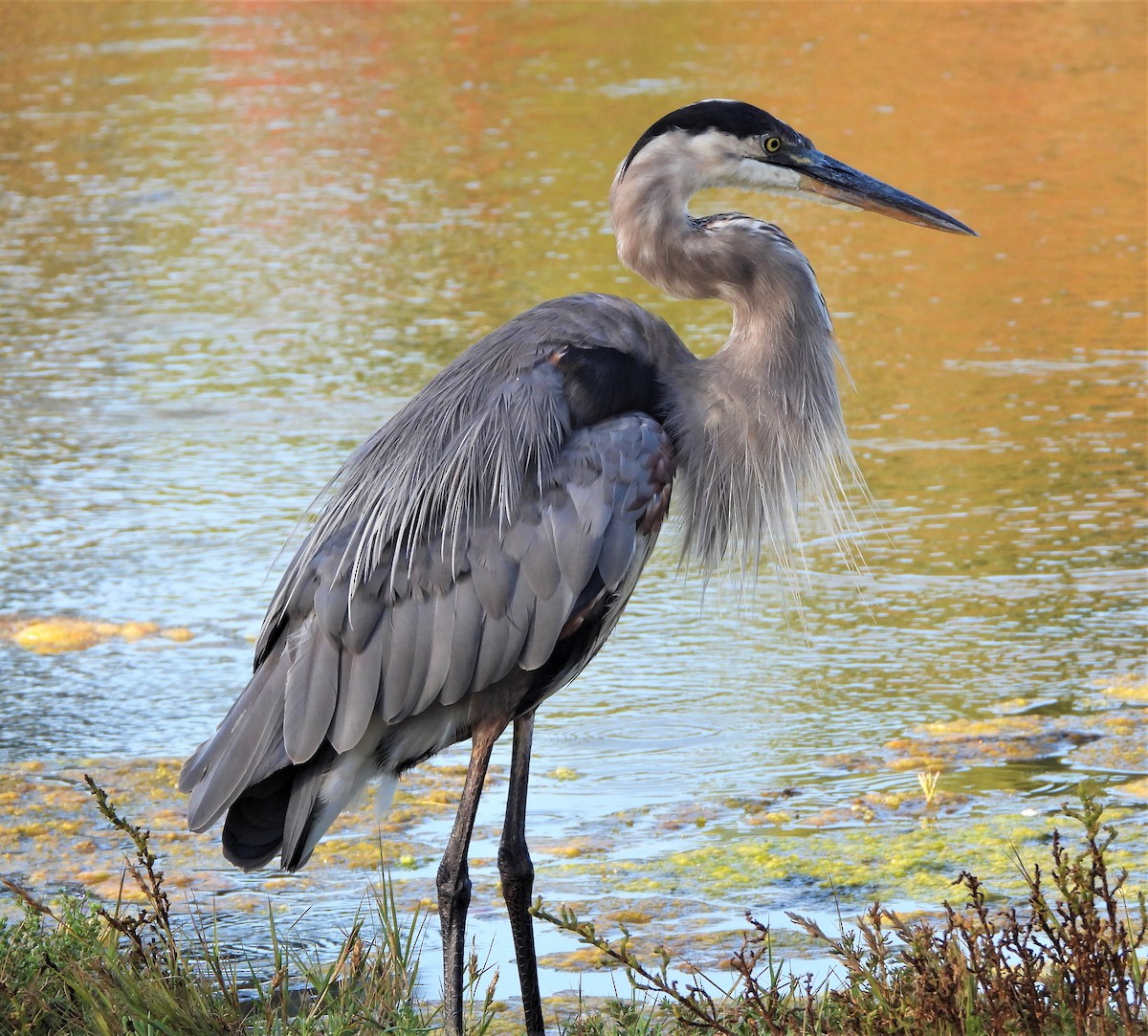 Great Blue Heron - ML608308475