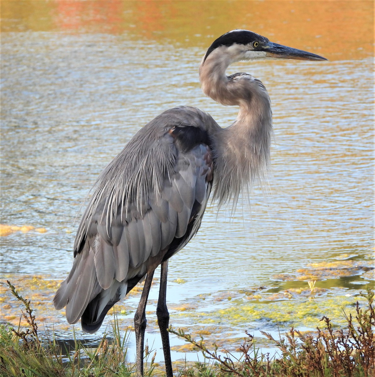 Garza Azulada - ML608308477