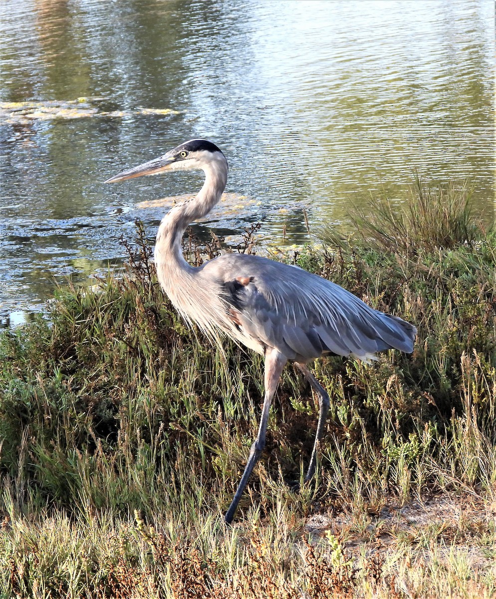 Great Blue Heron - ML608308478