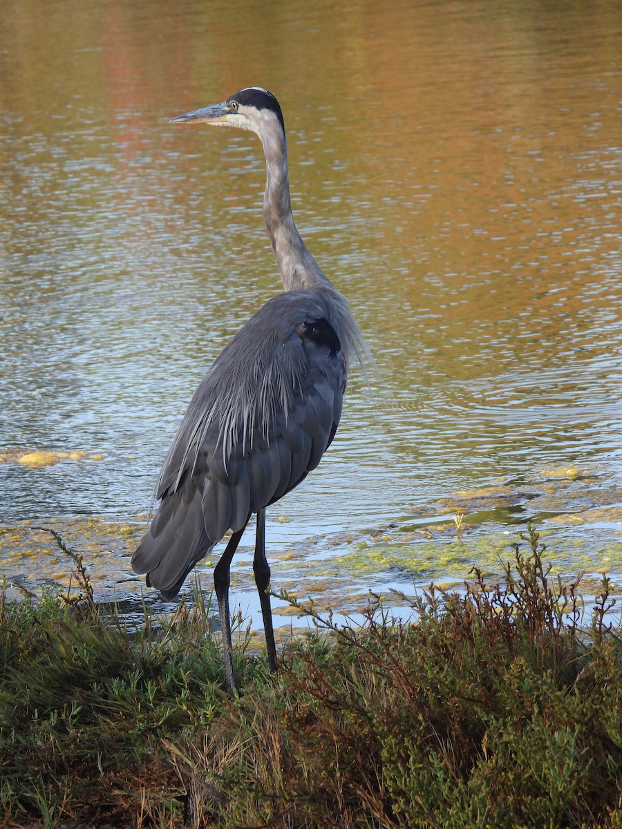 Great Blue Heron - ML608308479