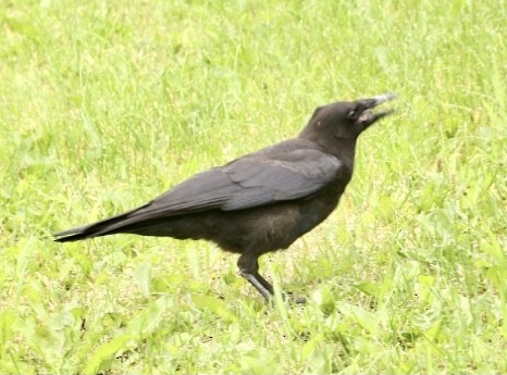 American Crow - ML608308543