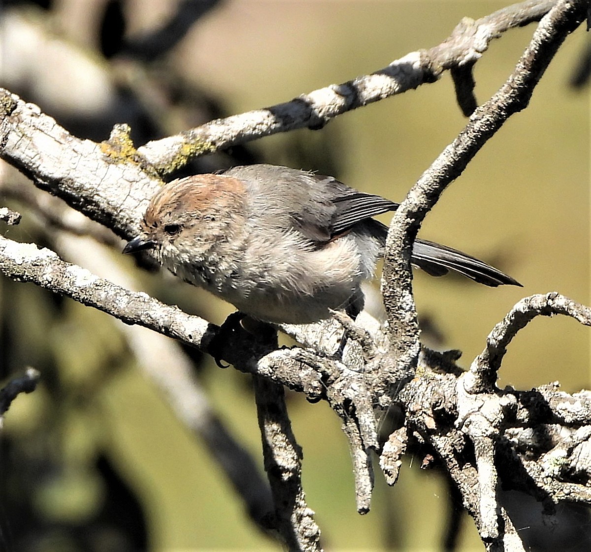 Bushtit - Lynn Scarlett