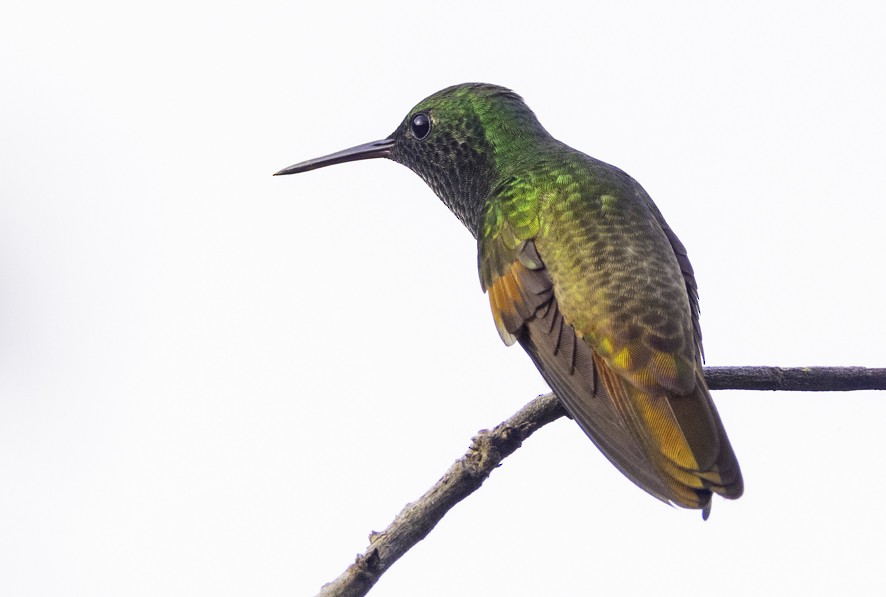 Berylline Hummingbird - ML608308580