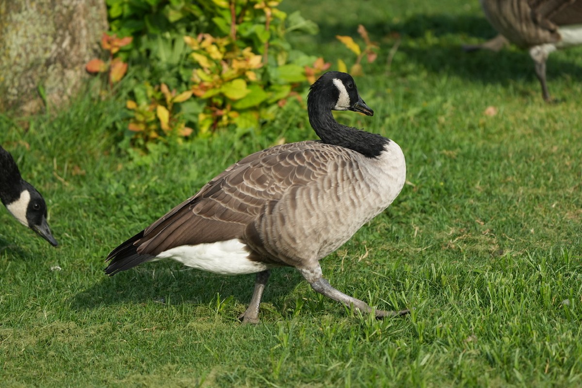 Canada Goose - ML608308581