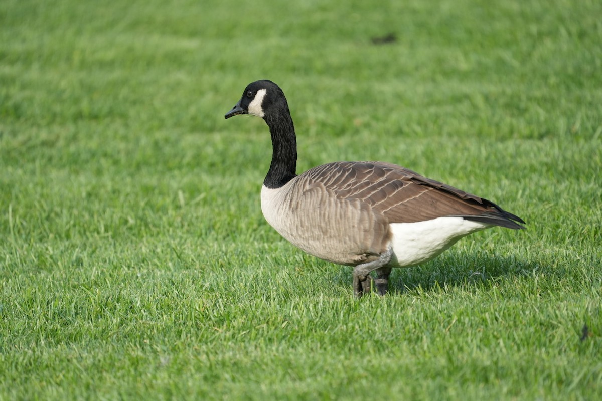 Canada Goose - ML608308582