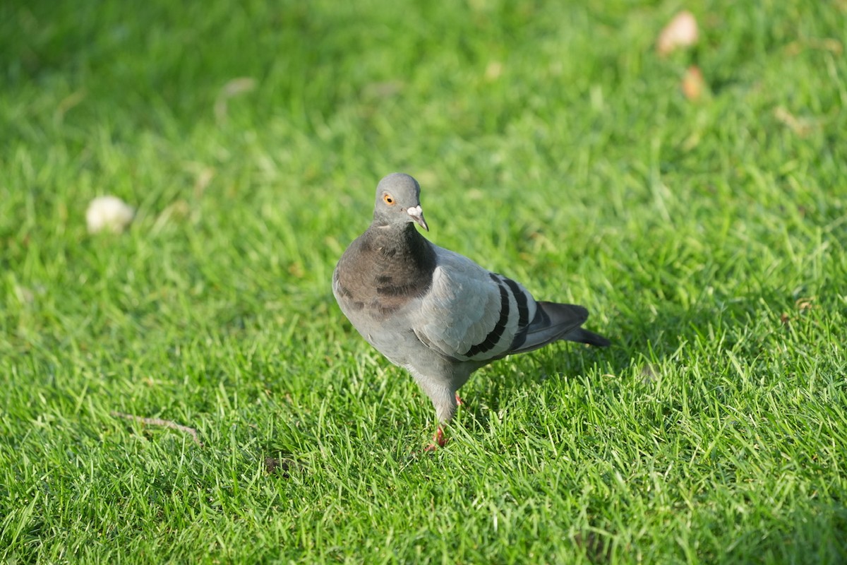 Rock Pigeon (Feral Pigeon) - ML608308607