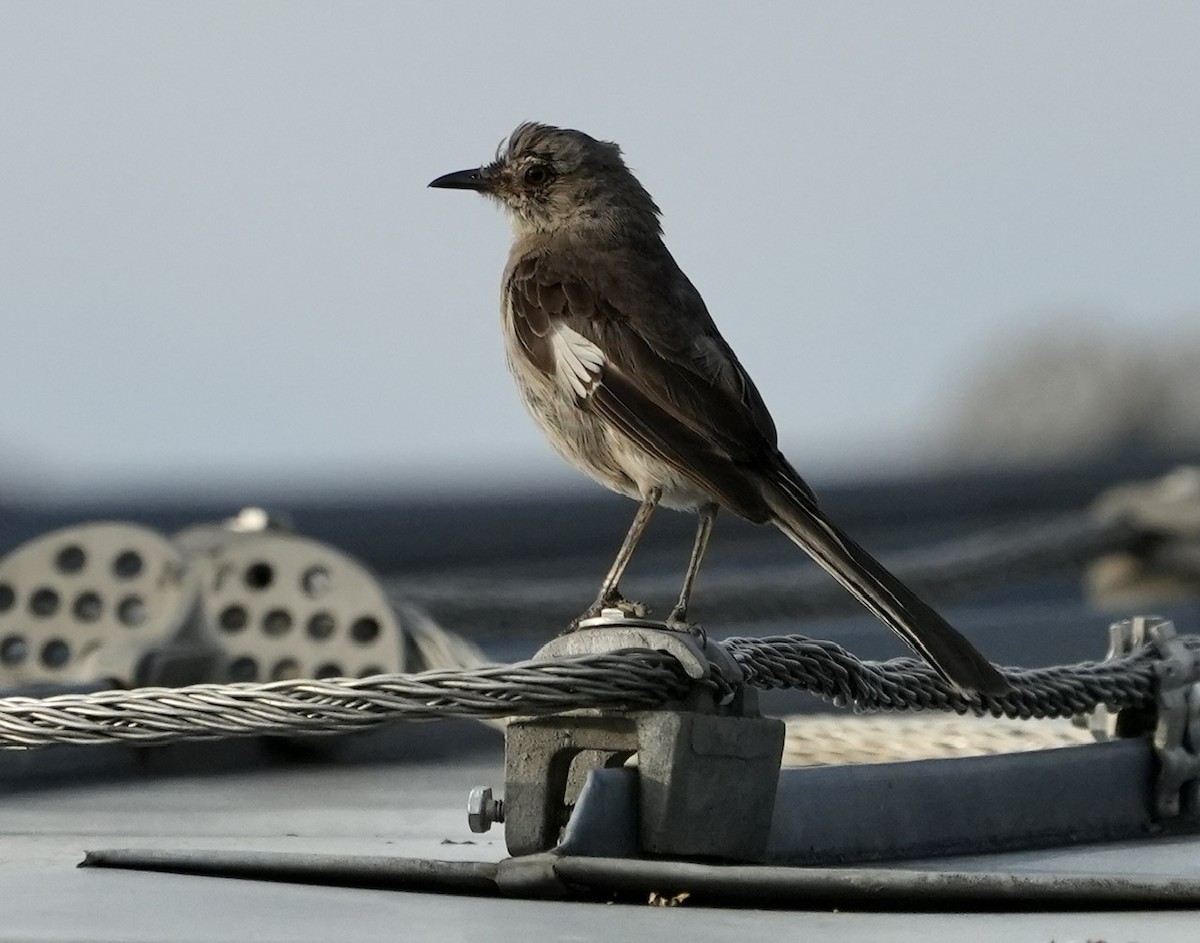 Northern Mockingbird - ML608308609