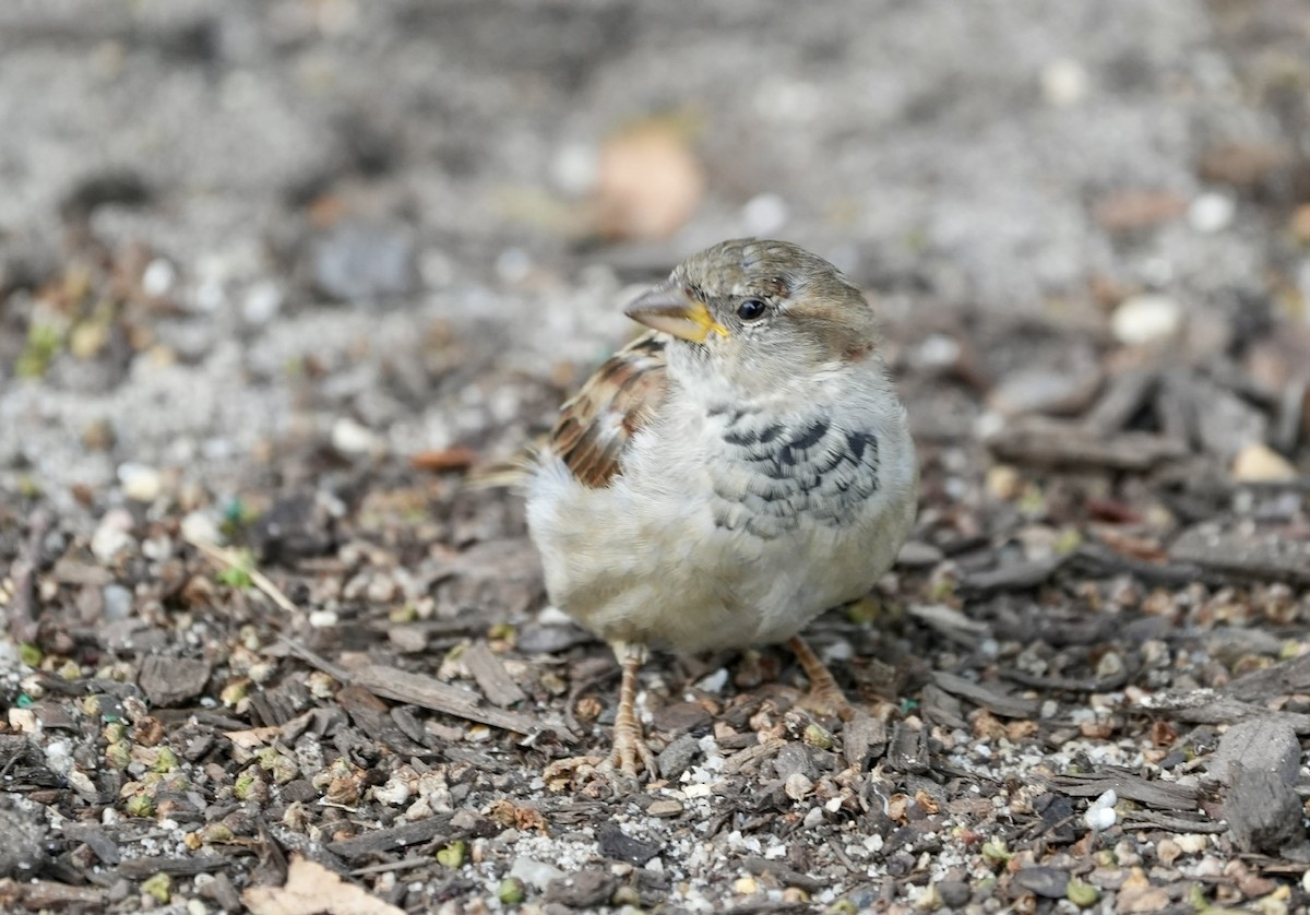 Moineau domestique - ML608308614