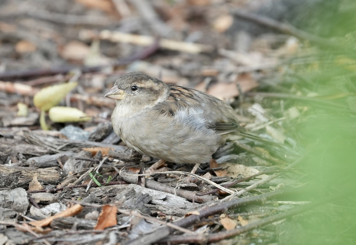 House Sparrow - ML608308615