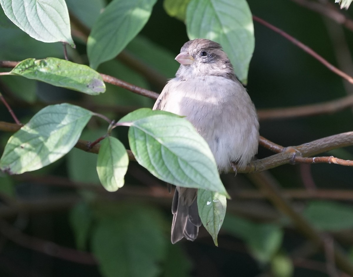 House Sparrow - ML608308616