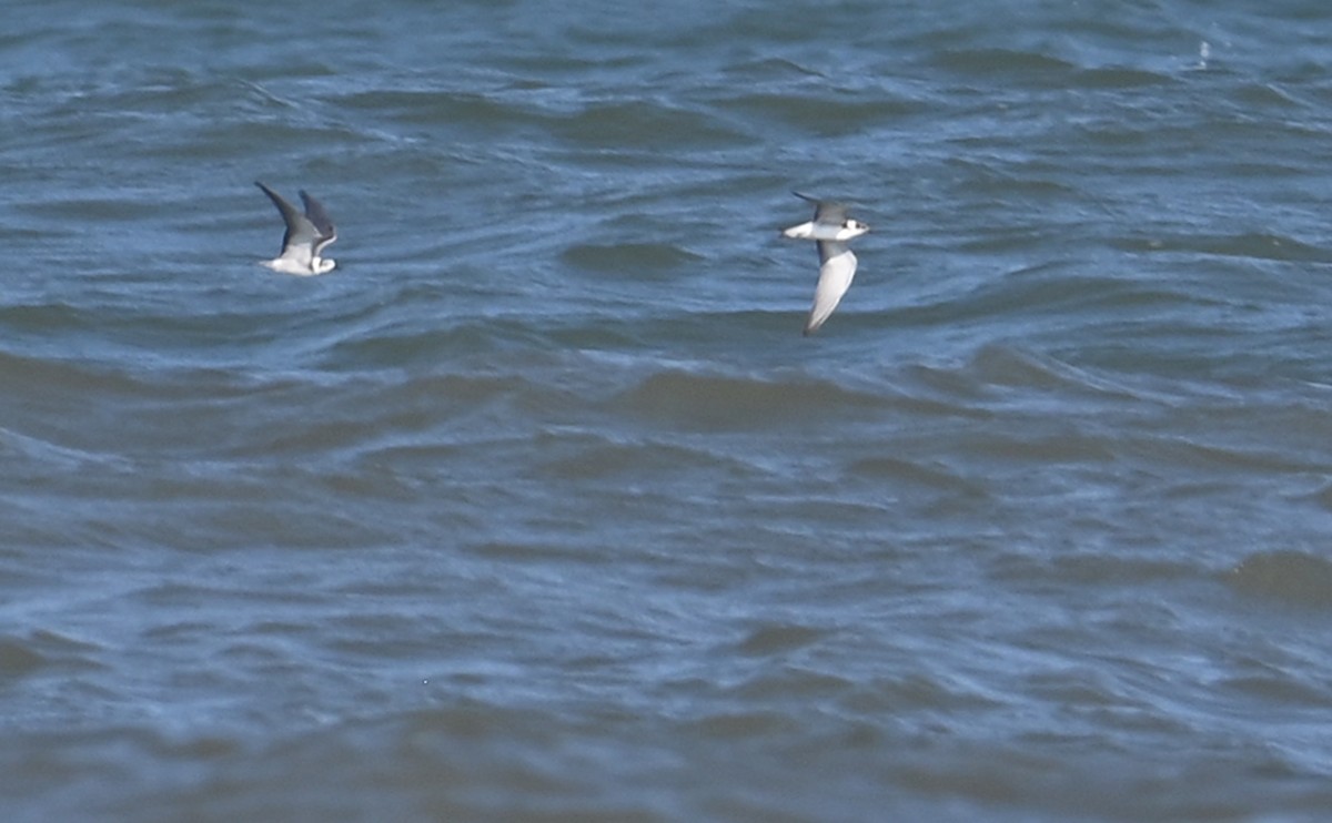 Black Tern - ML608308637