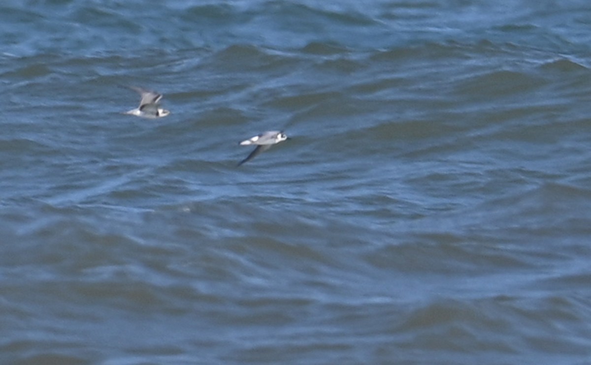 Black Tern - ML608308662