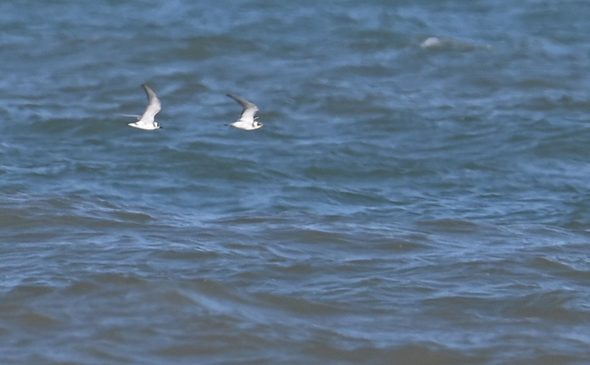 Black Tern - ML608308679