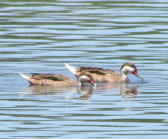 Canard des Bahamas (bahamensis/rubrirostris) - ML608308740