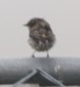 Yellow-rumped Warbler - ML608308766