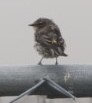 Yellow-rumped Warbler - ML608308768