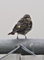 Yellow-rumped Warbler - ML608308769