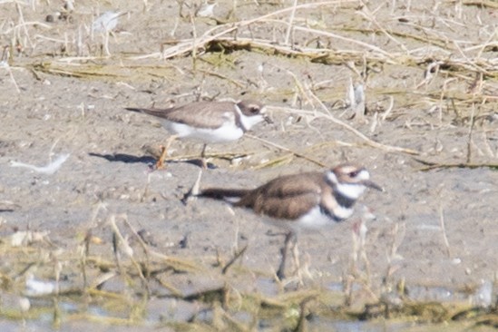 Semipalmated Plover - ML608308798