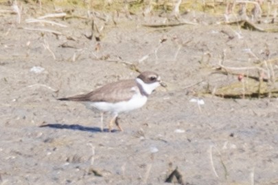Semipalmated Plover - ML608308799