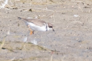 Semipalmated Plover - ML608308800