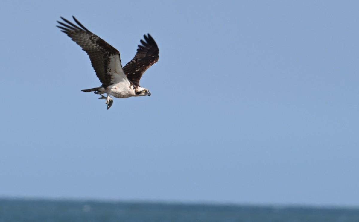 Osprey (carolinensis) - Rob Bielawski