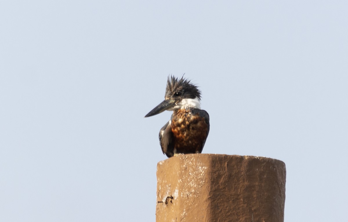 Ringed Kingfisher - ML608308904