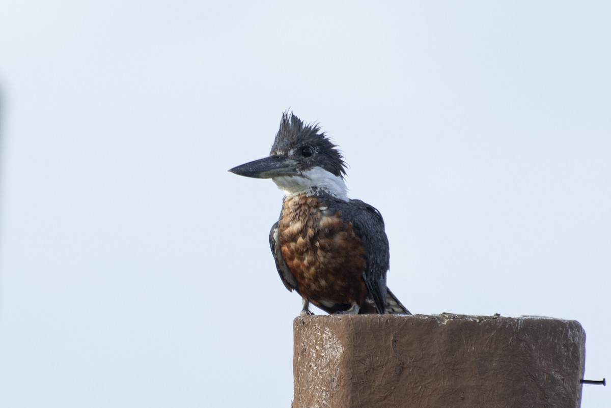 Ringed Kingfisher - ML608308906